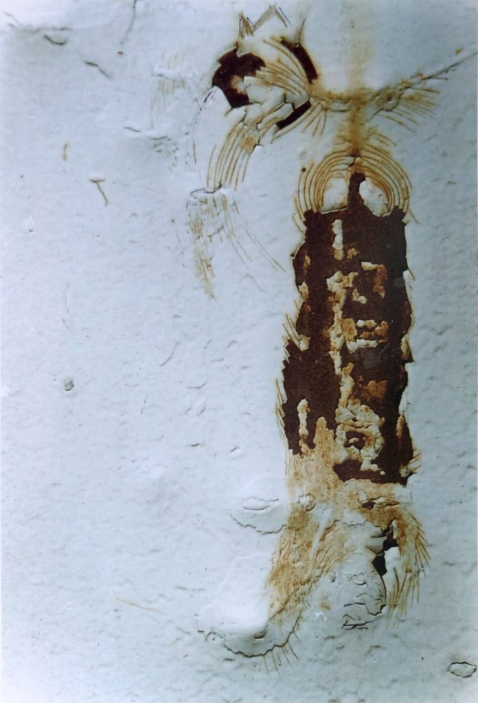 Regine Schirmer, "Getüm", Fotografie, 20 x 30 cm, 370 EUR