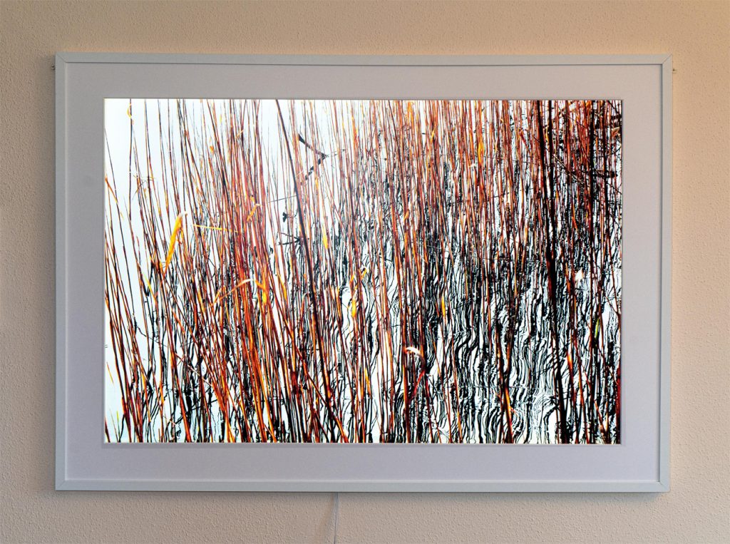 Bernd Scheffer, "Schilf (Olchinger See)", Transparenter Fotodruck, LED-Hintergrundbeleuchtung (dimmbar), 120 x 87 x 2,5 cm, 580 € inkl. Rahmen